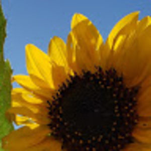 Meet your Posher, Msanna*